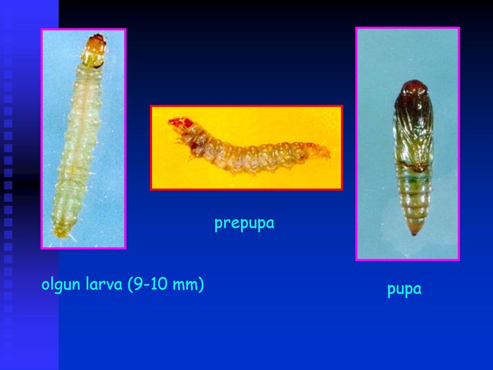 larva