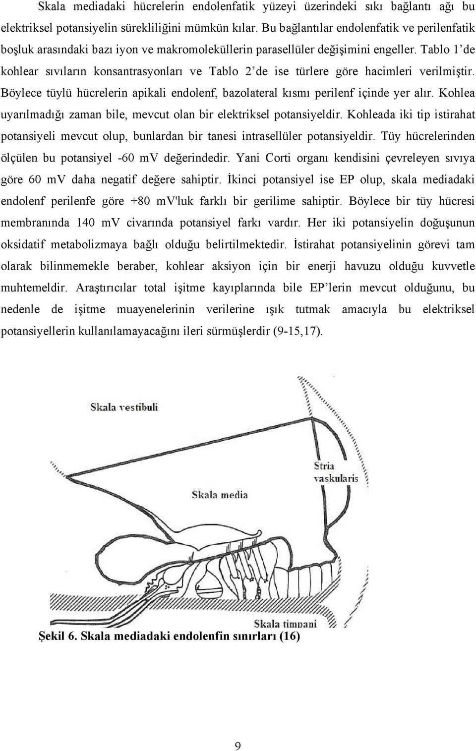 Tablo 1 de kohlear sıvıların konsantrasyonları ve Tablo 2 de ise türlere göre hacimleri verilmiştir. Böylece tüylü hücrelerin apikali endolenf, bazolateral kısmı perilenf içinde yer alır.