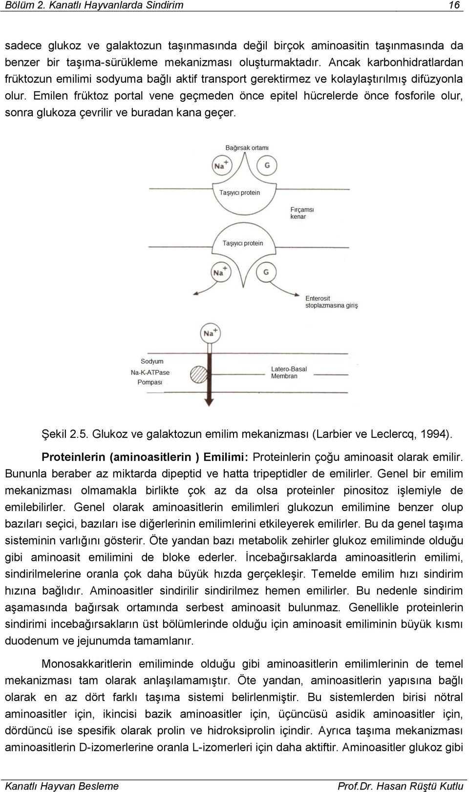 Emilen früktoz portal vene geçmeden önce epitel hücrelerde önce fosforile olur, sonra glukoza çevrilir ve buradan kana geçer. Şekil 2.5.