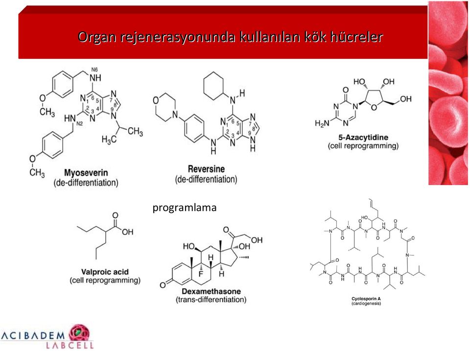 Somatik-Erişkin kök hücreleri İndüklenmiş progenitör