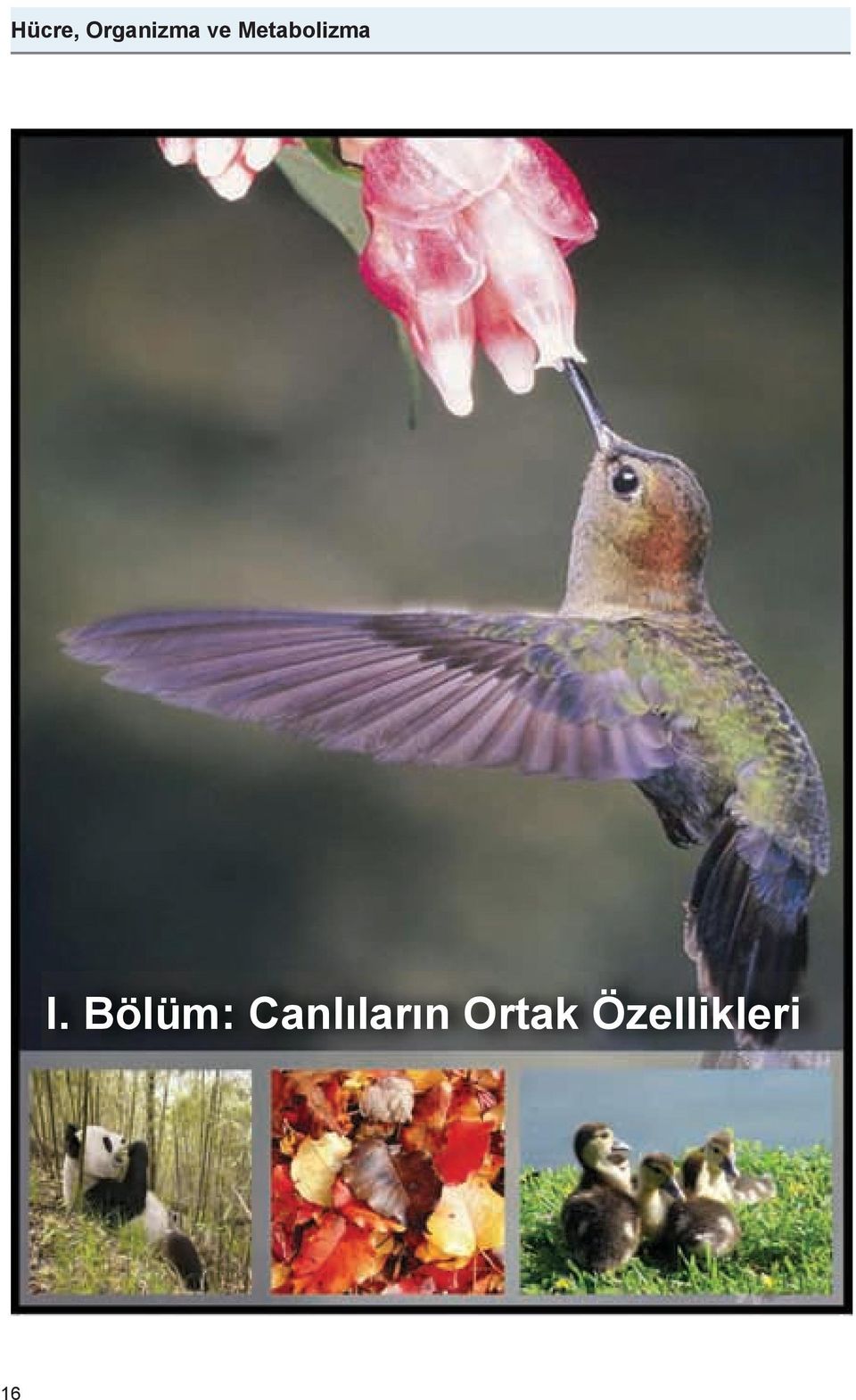 Bölüm: Canlıların