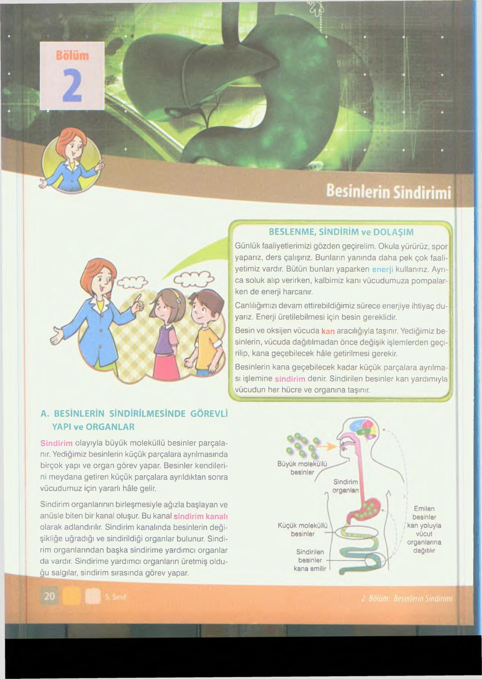 Enerji üretilebilmesi için besin gereklidir. Besin ve oksijen vücuda kan aracılığıyla taşınır.