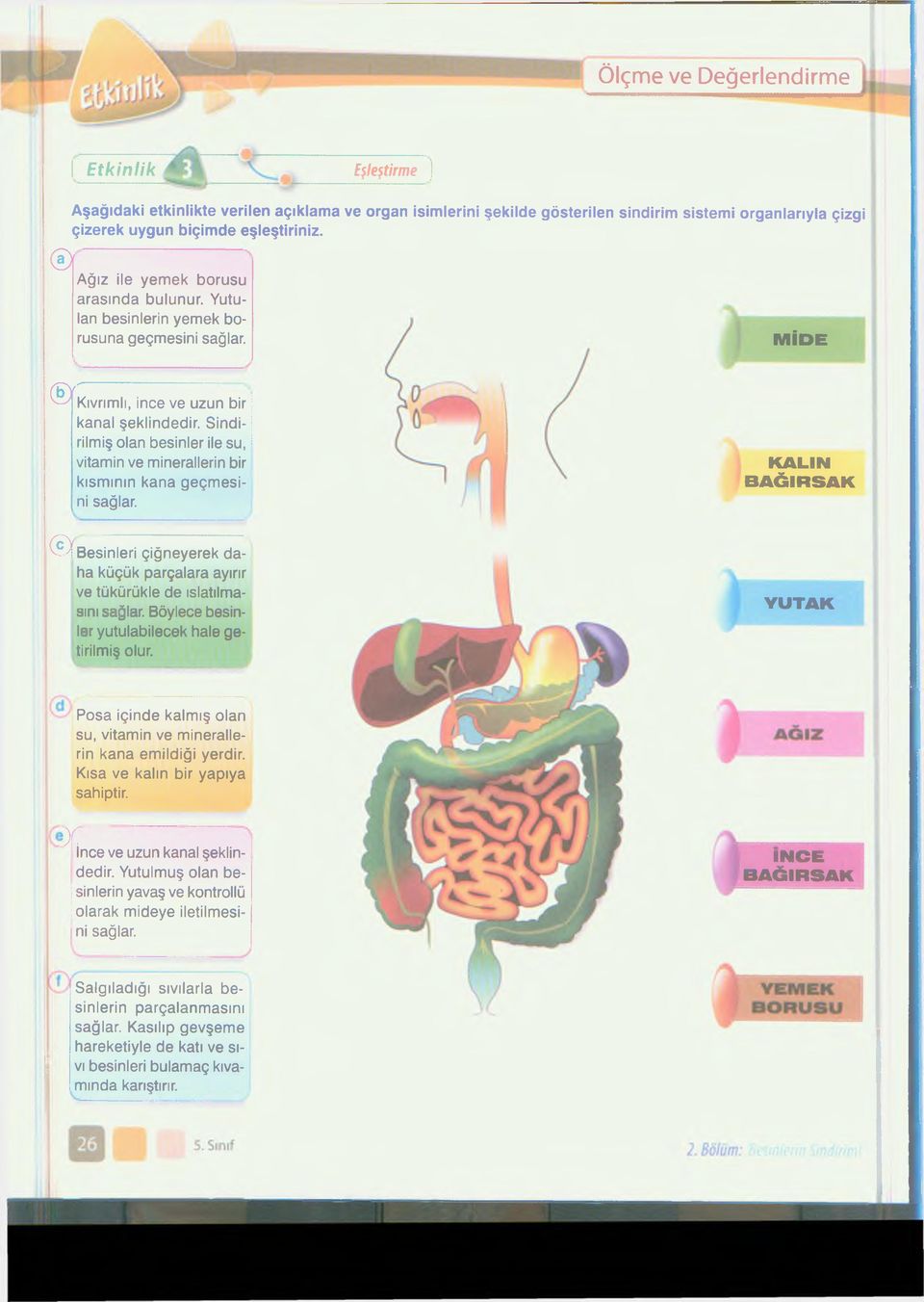 Sindirilmiş olan besinler ile su, vitamin ve minerallerin bir kısmının kana geçmesini sağlar. KALIN BAĞIRSAK (B esinleri çiğneyerek daha küçük parçalara ayırır ve tükürükle de ıslatılmasını sağlar.