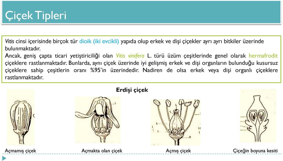 türü üzüm çeşitlerinde genel olarak hermafrodit çiçeklere rastlanmaktadır.