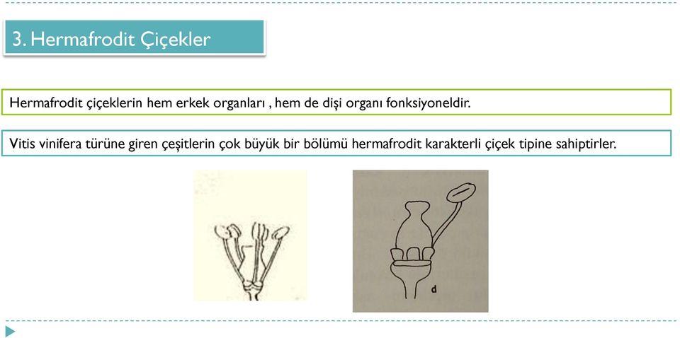 Vitis vinifera türüne giren çeşitlerin çok büyük bir