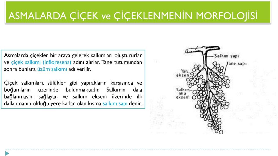 Çiçek salkımları, sülükler gibi yaprakların karşısında ve boğumların üzerinde bulunmaktadır.