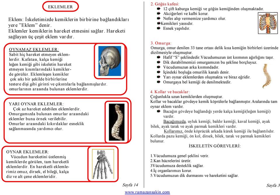 Eklemleşen kemikler çok sıkı bir şekilde birbirlerine testere dişi gibi girinti ve çıkıntılarla bağlanmışlardır. omurlarının arasında bulunan eklemlerdir.