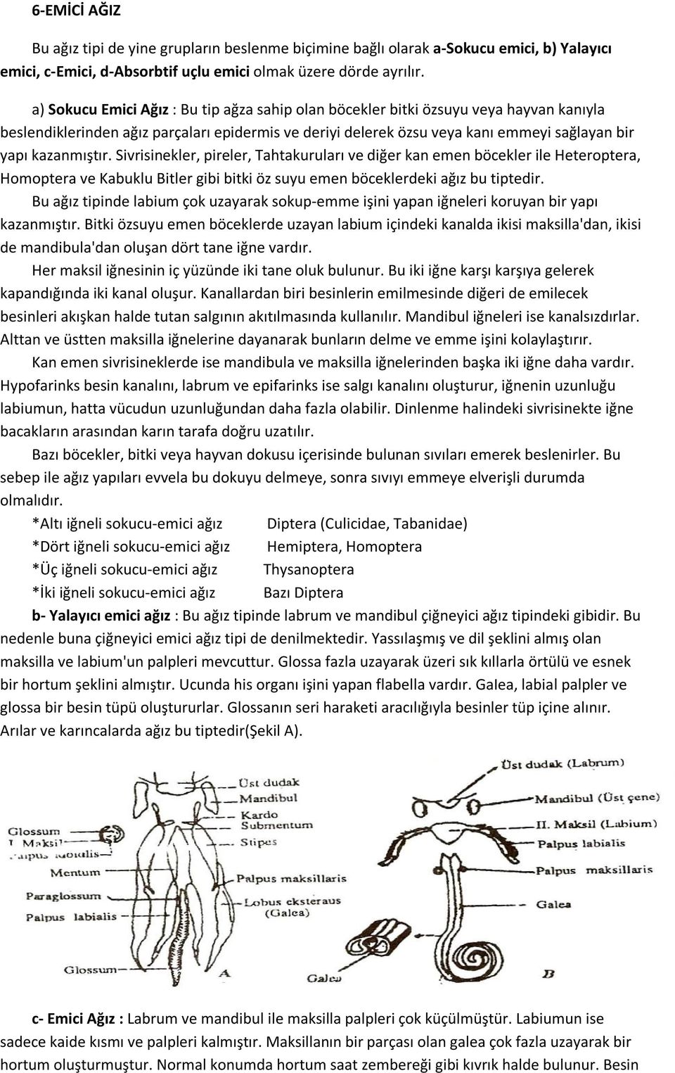 kazanmıştır. Sivrisinekler, pireler, Tahtakuruları ve diğer kan emen böcekler ile Heteroptera, Homoptera ve Kabuklu Bitler gibi bitki öz suyu emen böceklerdeki ağız bu tiptedir.