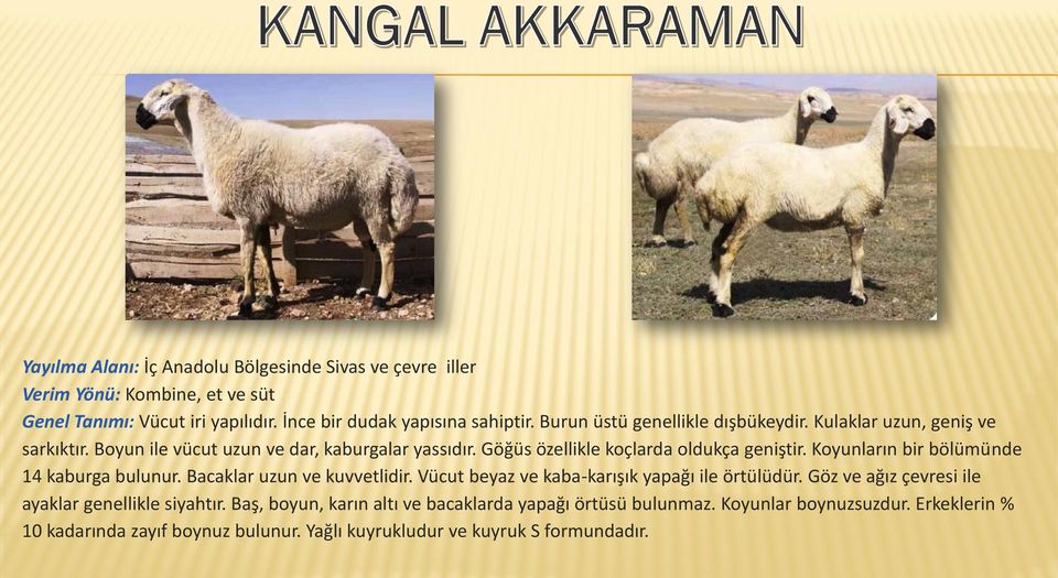 Koyunların bir bölümünde 14 kaburga bulunur. Bacaklar uzun ve kuvvetlidir. Vücut beyaz ve kaba-karışık yapağı ile örtülüdür.