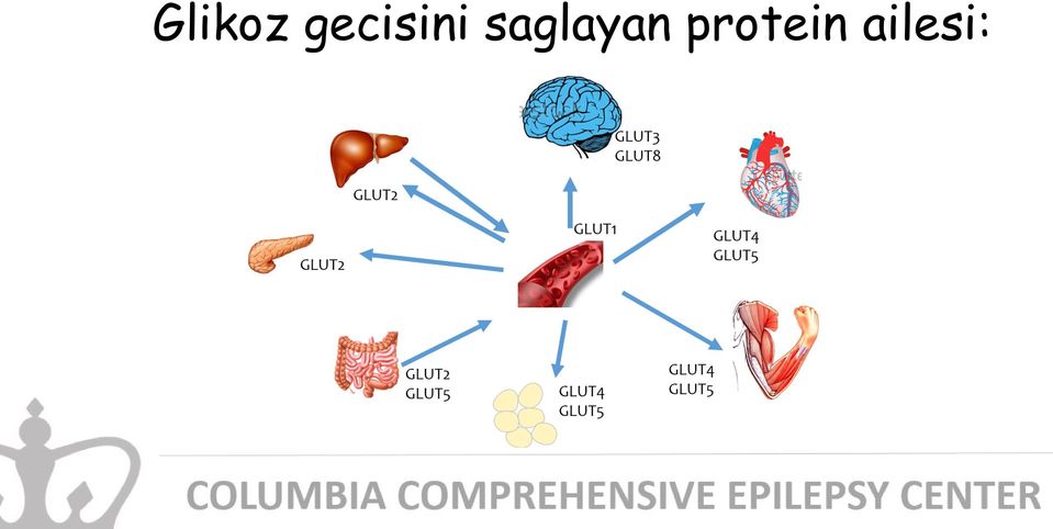 saglayan