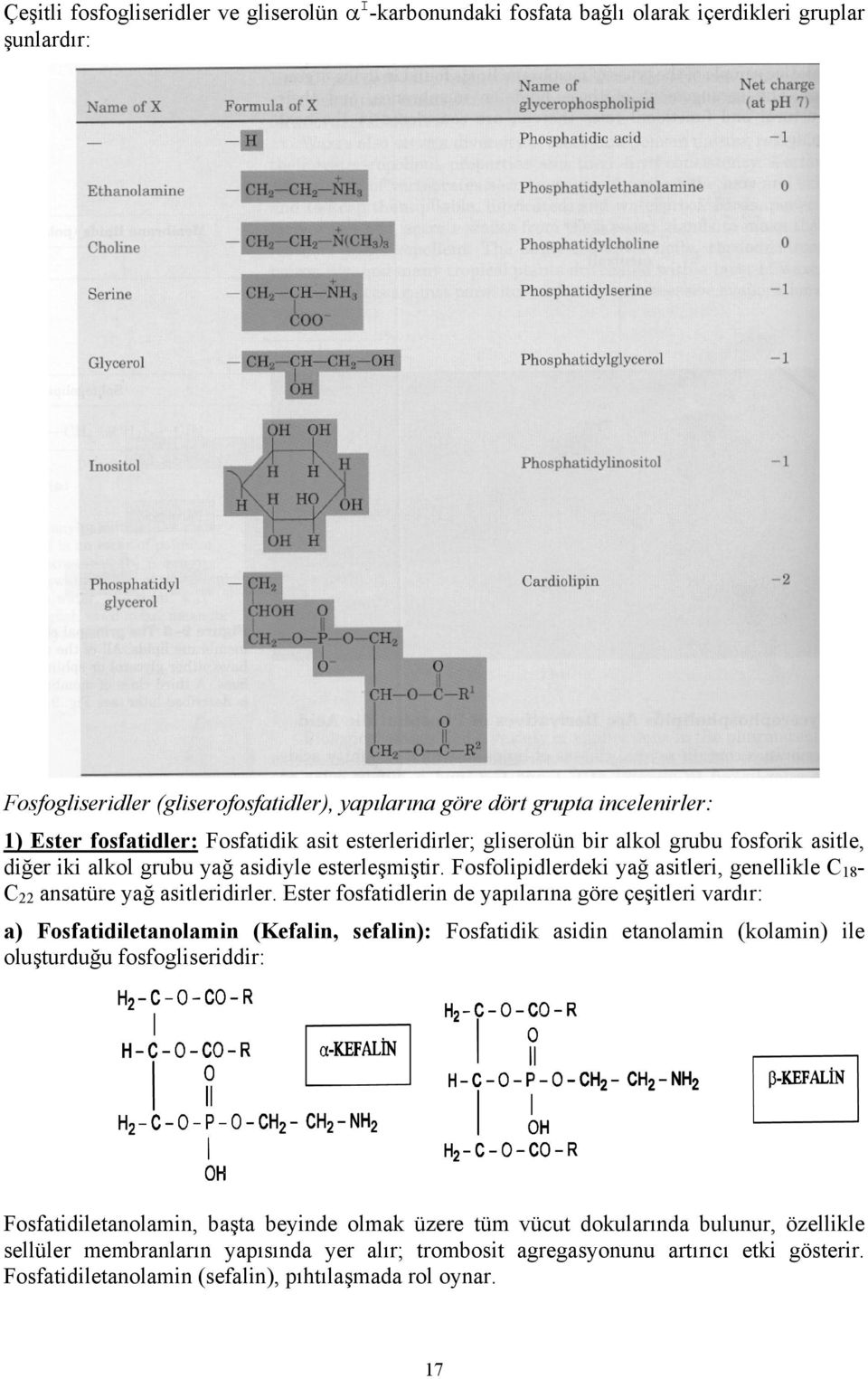 Fosfolipidlerdeki yağ asitleri, genellikle C 18 - C 22 ansatüre yağ asitleridirler.