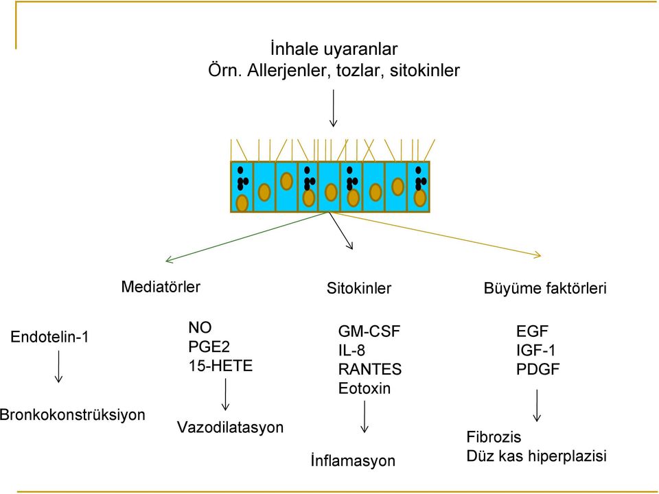 Büyüme faktörleri Endotelin-1 NO PGE2 15-HETE GM-CSF IL-8