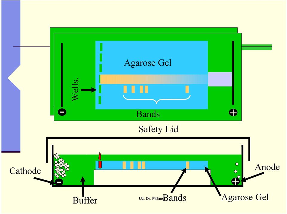 Gel Agarose Gel -- DNA bands