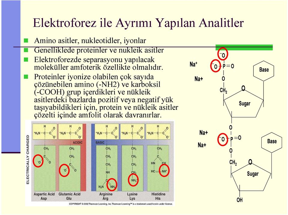 Proteinler iyonize olabilen çok sayıda çözünebilen amino (-NH2) ve karboksil (-COOH) grup içerdikleri ve nükleik asitlerdeki