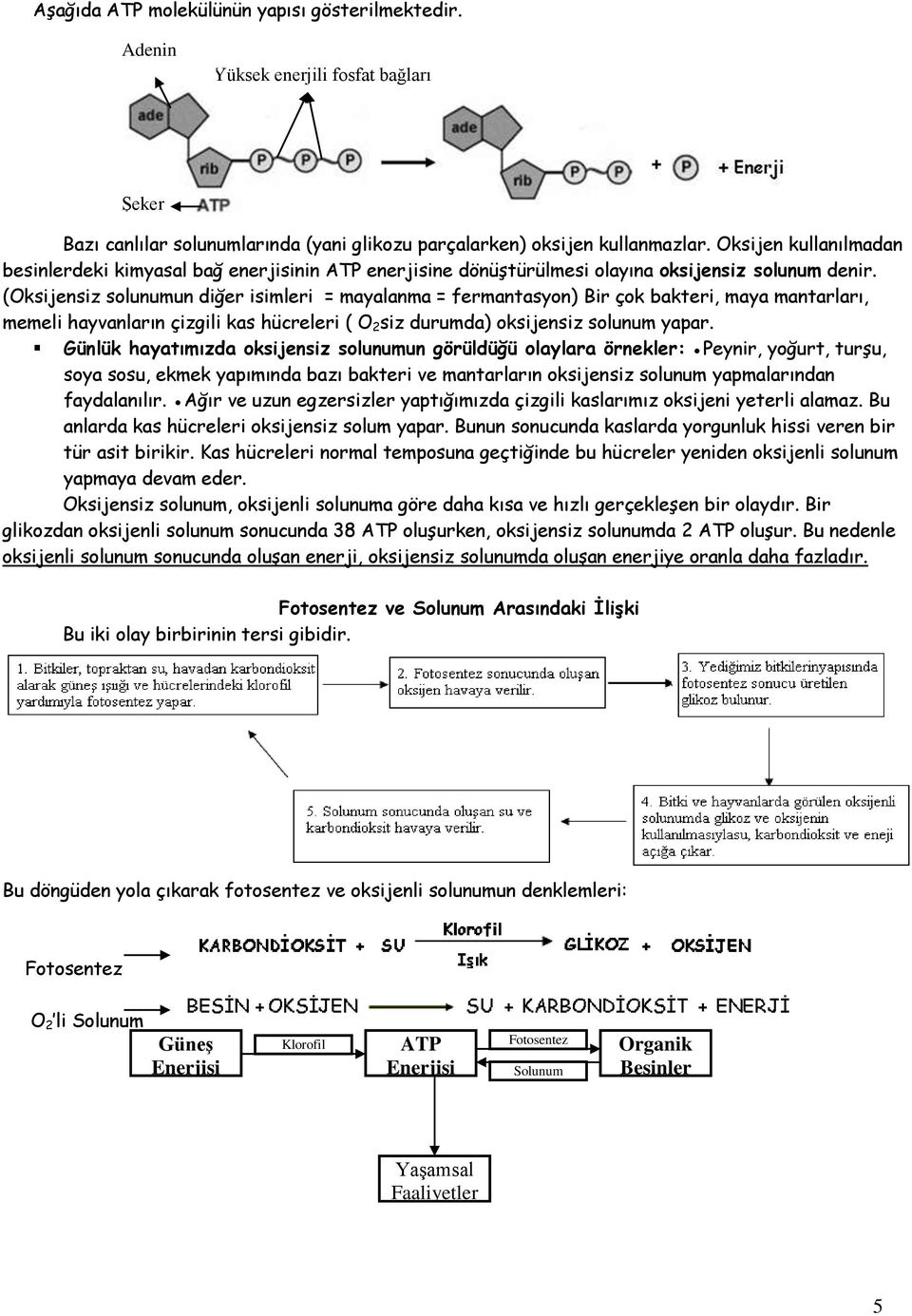 (Oksijensiz solunumun diğer isimleri = mayalanma = fermantasyon) Bir çok bakteri, maya mantarları, memeli hayvanların çizgili kas hücreleri ( O 2 siz durumda) oksijensiz solunum yapar.