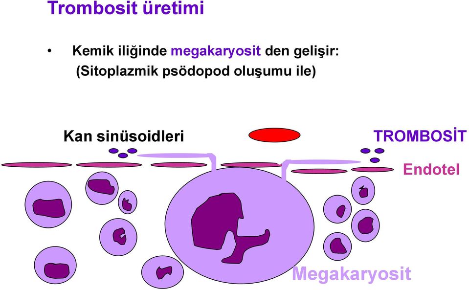 (Sitoplazmik psödopod oluşumu ile)