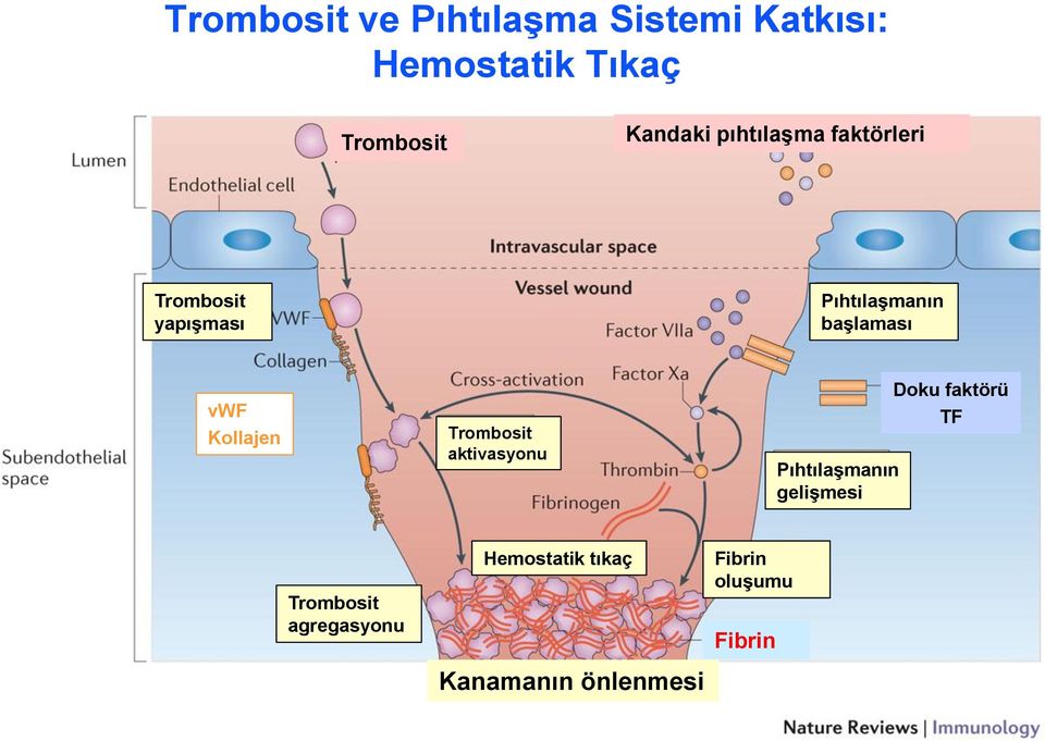 vwf Kollajen Trombosit aktivasyonu Pıhtılaşmanın gelişmesi Doku faktörü TF