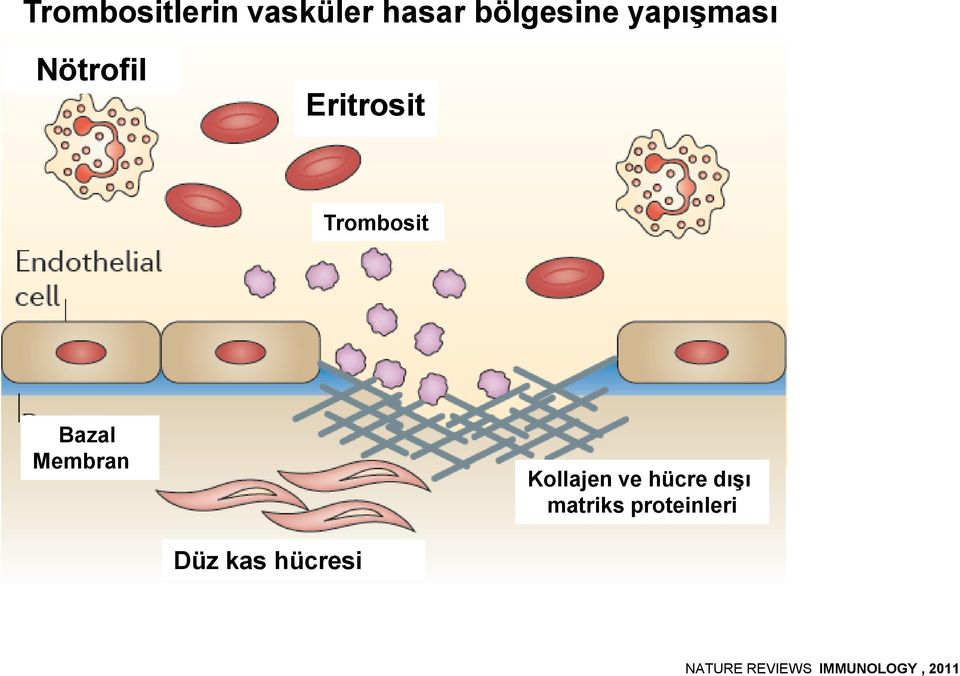 Membran Kollajen ve hücre dışı matriks