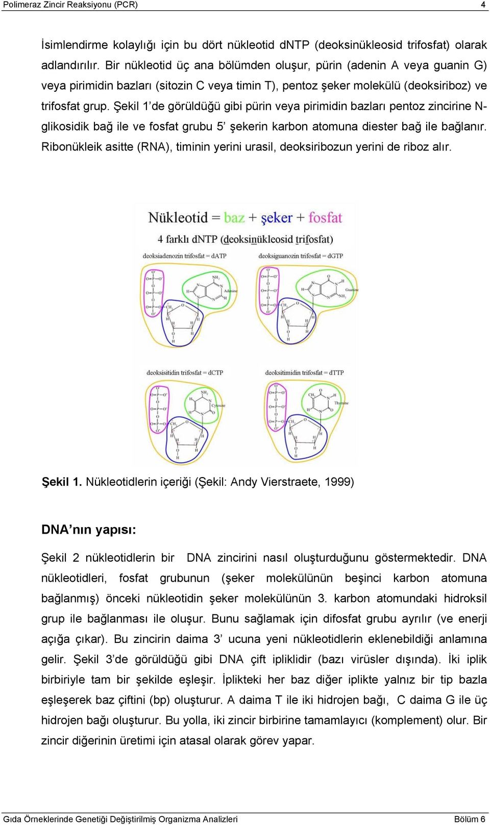 Şekil 1 de görüldüğü gibi pürin veya pirimidin bazları pentoz zincirine N- glikosidik bağ ile ve fosfat grubu 5 şekerin karbon atomuna diester bağ ile bağlanır.