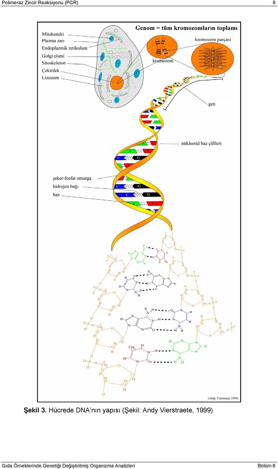 3. Hücrede DNA nın