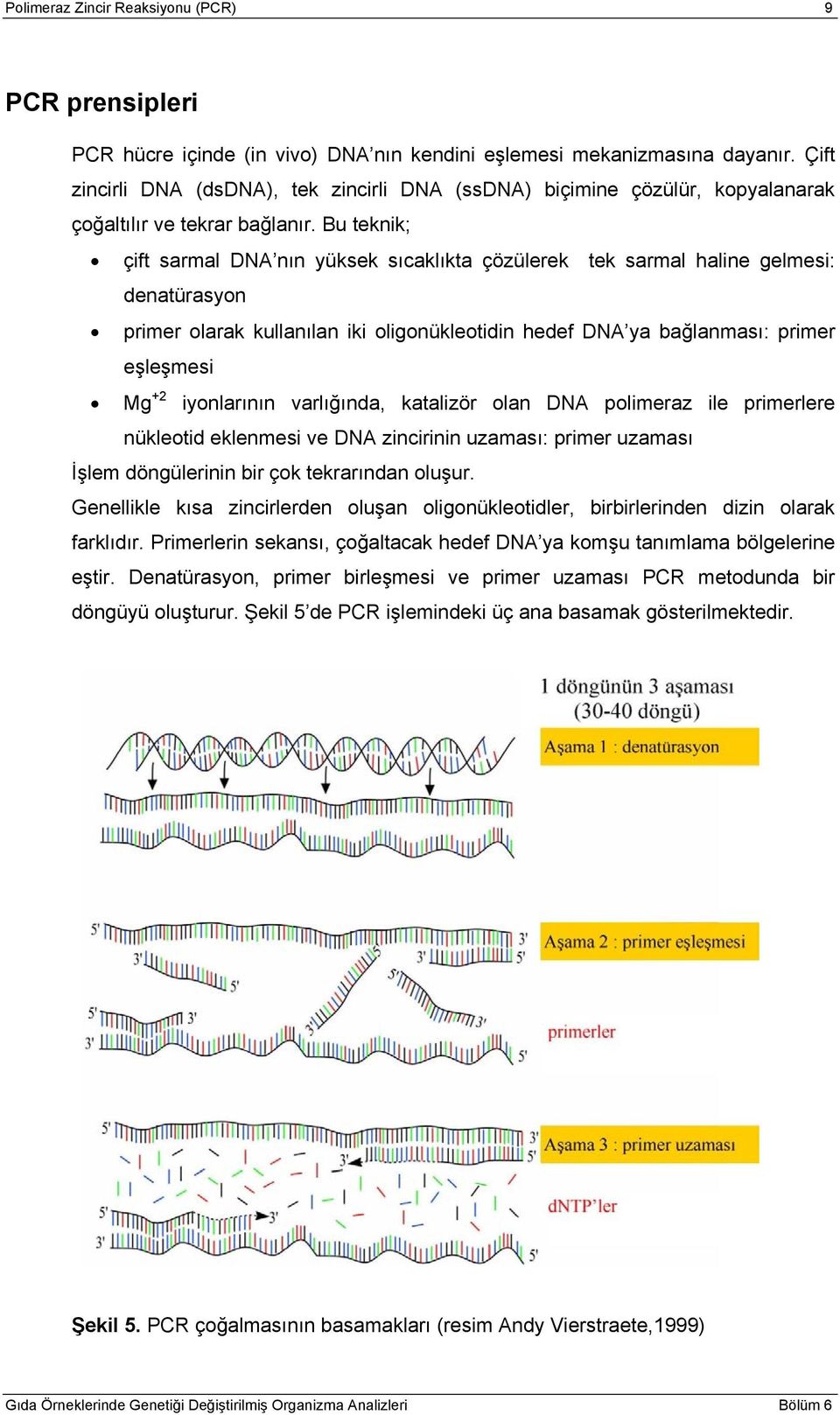 Bu teknik; çift sarmal DNA nın yüksek sıcaklıkta çözülerek tek sarmal haline gelmesi: denatürasyon primer olarak kullanılan iki oligonükleotidin hedef DNA ya bağlanması: primer eşleşmesi Mg +2