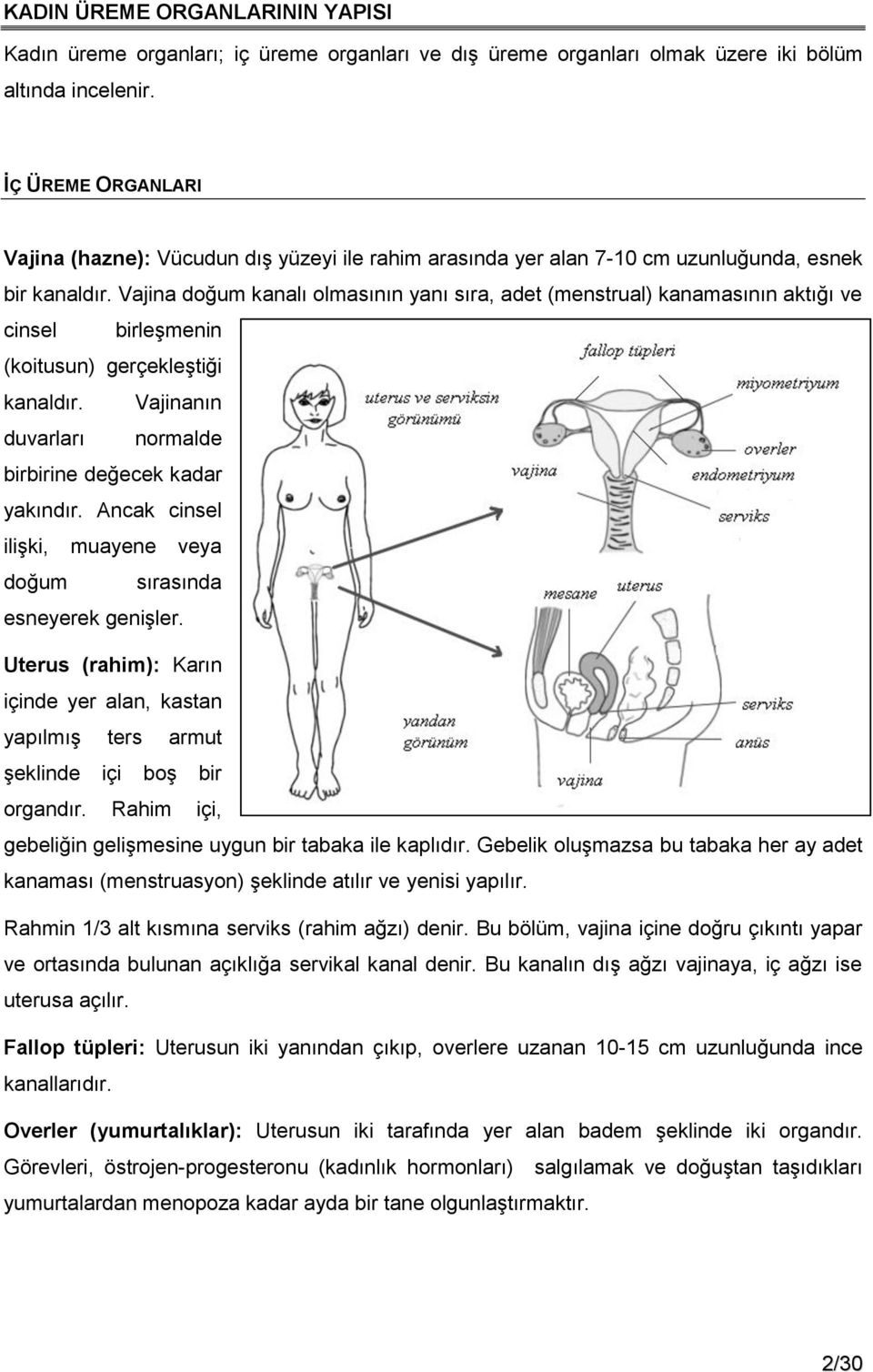 Vajina doğum kanalı olmasının yanı sıra, adet (menstrual) kanamasının aktığı ve cinsel birleşmenin (koitusun) gerçekleştiği kanaldır. Vajinanın duvarları normalde birbirine değecek kadar yakındır.