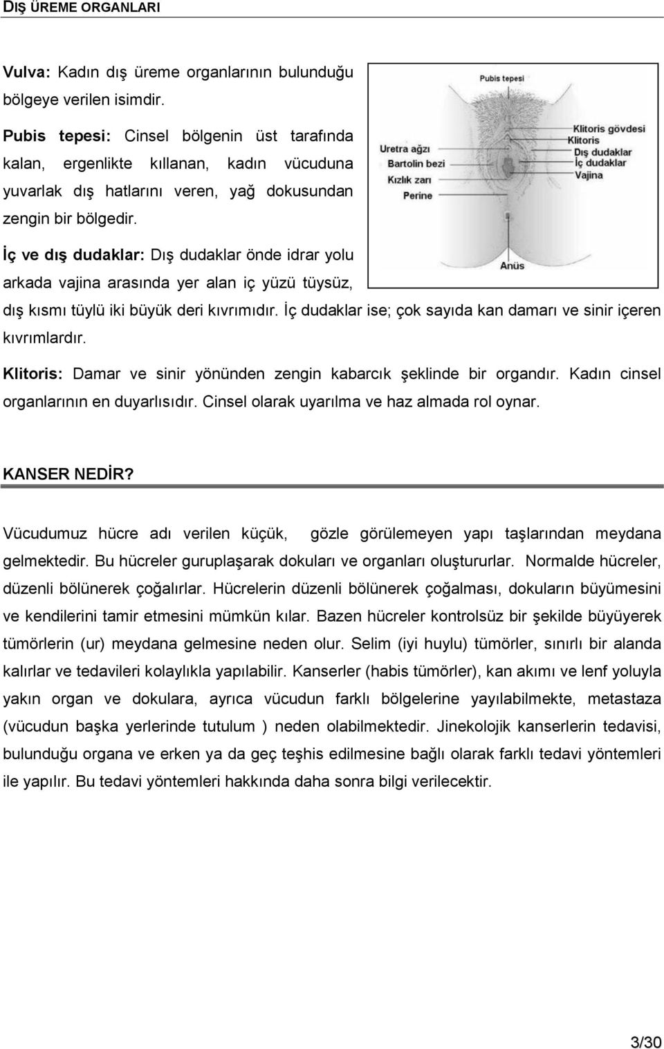 Ġç ve dıģ dudaklar: Dış dudaklar önde idrar yolu arkada vajina arasında yer alan iç yüzü tüysüz, dış kısmı tüylü iki büyük deri kıvrımıdır.