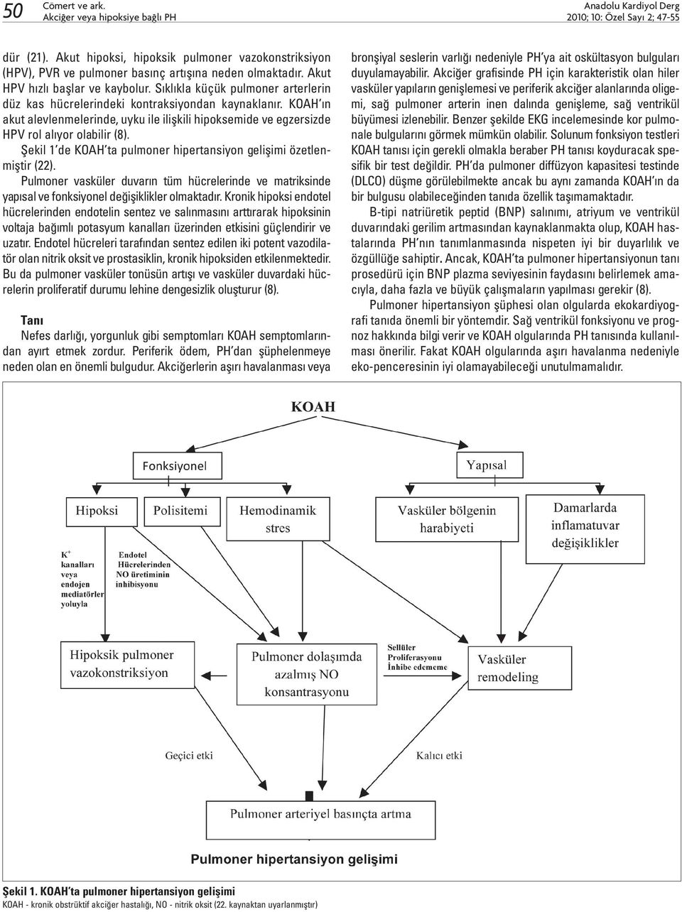 Sıklıkla küçük pulmoner arterlerin düz kas hücrelerindeki kontraksiyondan kaynaklanır. KOAH ın akut alevlenmelerinde, uyku ile ilişkili hipoksemide ve egzersizde HPV rol alıyor olabilir (8).