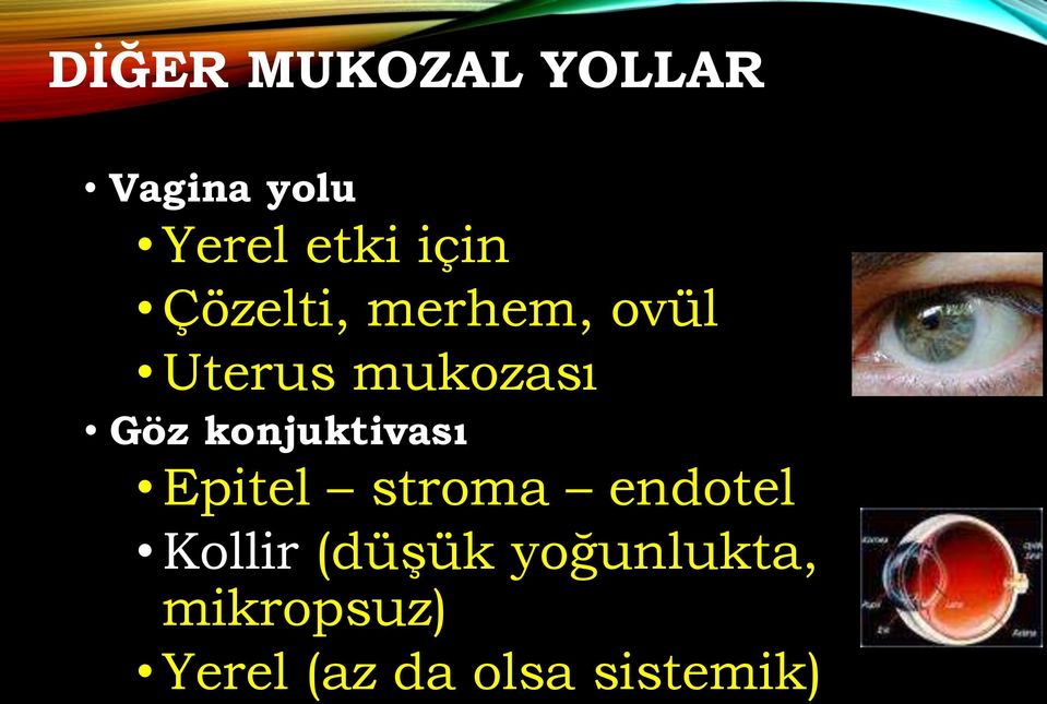 konjuktivası Epitel stroma endotel Kollir