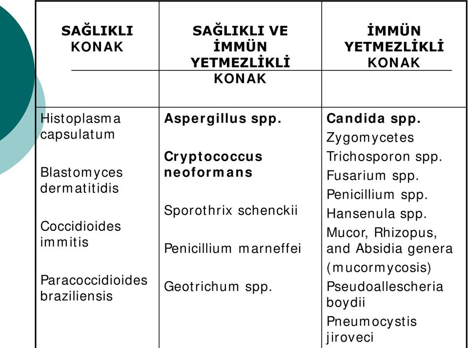 Cryptococcus neoformans Sporothrix schenckii Penicillium marneffei Geotrichum spp. Candida spp.