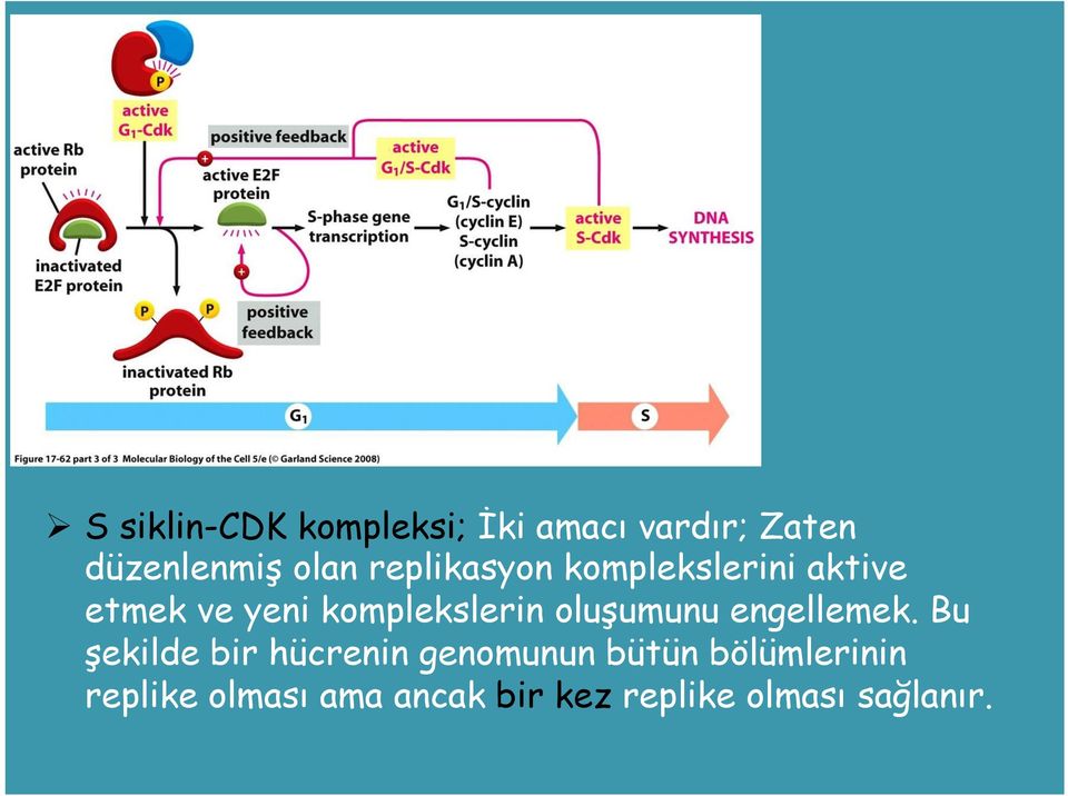 komplekslerin oluşumunu engellemek.