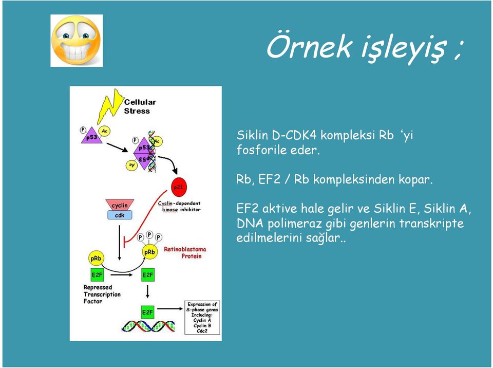 EF2 aktive hale gelir ve Siklin E, Siklin A, DNA