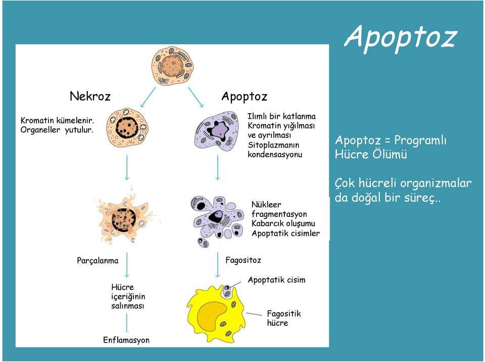 Apoptoz = Programlı Hücre Ölümü Nükleer fragmentasyon Kabarcık oluşumu Apoptatik cisimler