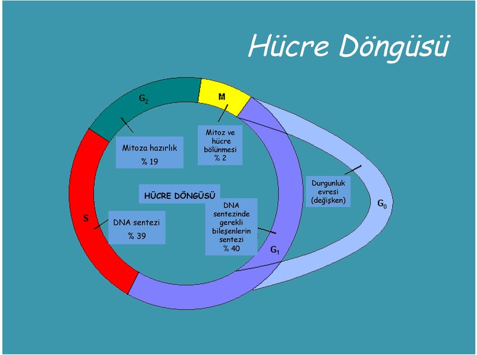 sentezinde DNA sentezi gerekli