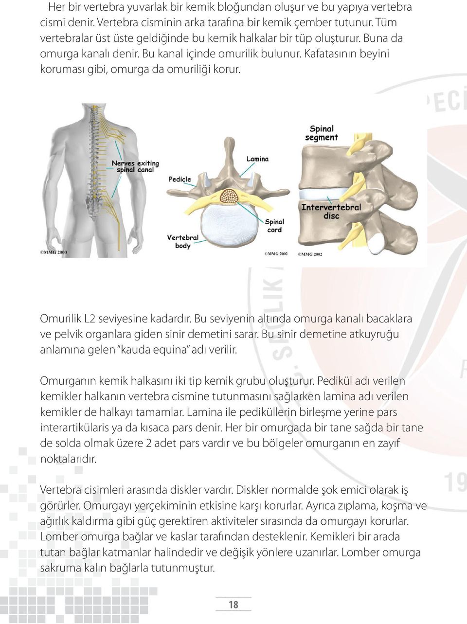 Omurilik L2 seviyesine kadardır. Bu seviyenin altında omurga kanalı bacaklara ve pelvik organlara giden sinir demetini sarar. Bu sinir demetine atkuyruğu anlamına gelen kauda equina adı verilir.