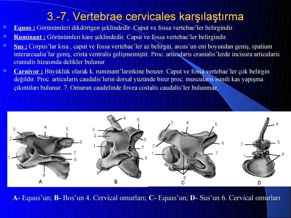 Proc. articularis cranialis lerde incisura articularis cranialis hizasında delikler bulunur. Carnivor : Büyüklük olarak k. ruminant larınkine benzer. Caput ve fossa vertebae ler çok belirgin değildir.