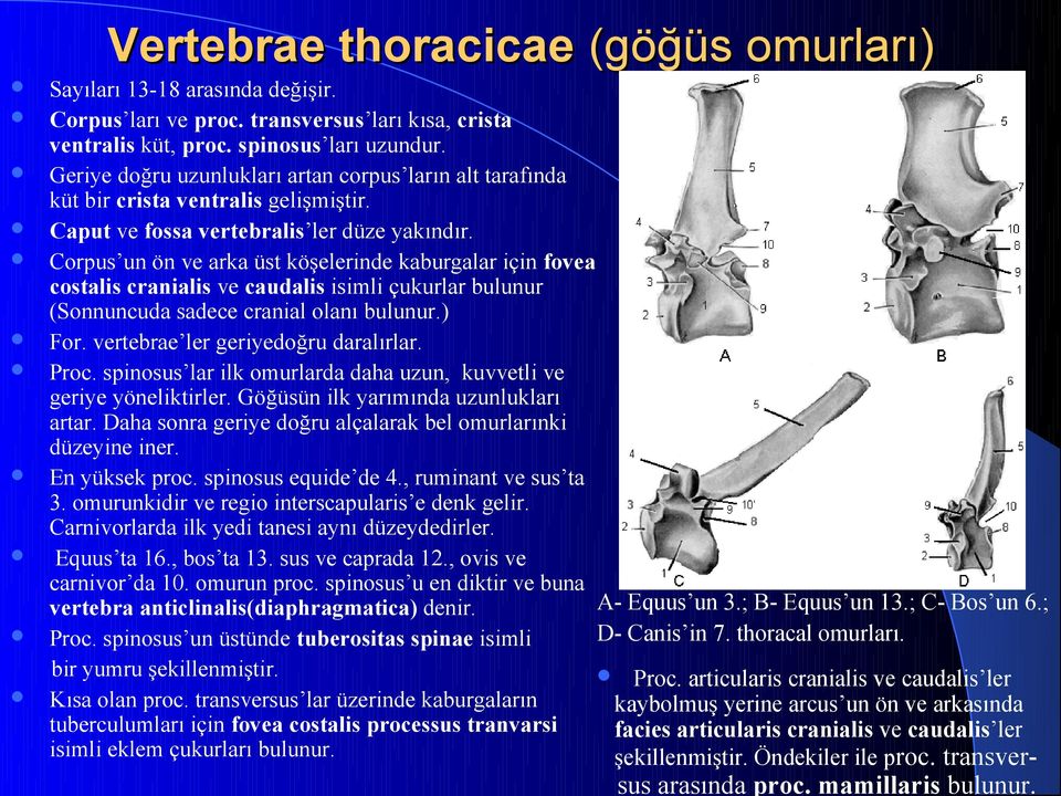 Corpus un ön ve arka üst köşelerinde kaburgalar için fovea costalis cranialis ve caudalis isimli çukurlar bulunur (Sonnuncuda sadece cranial olanı bulunur.) For. vertebrae ler geriyedoğru daralırlar.