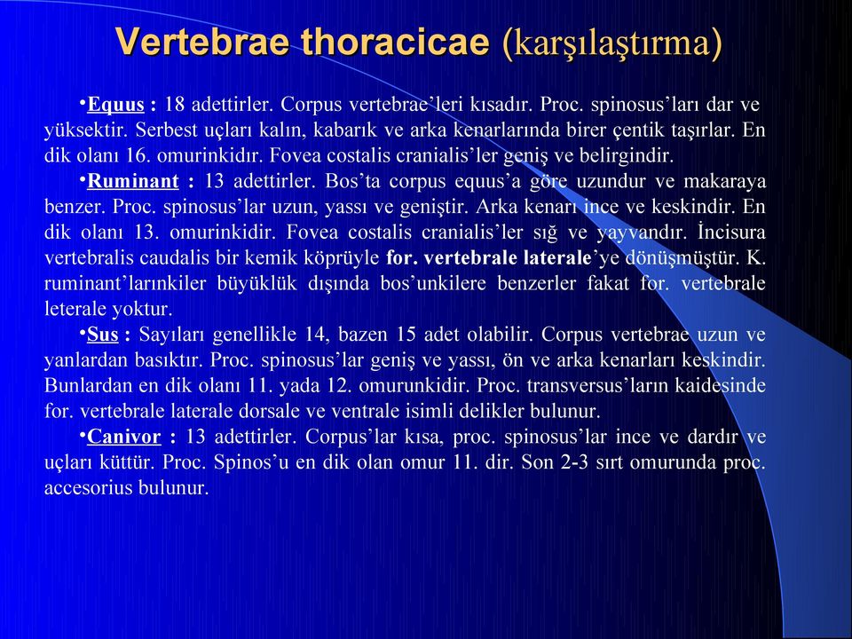 Bos ta corpus equus a göre uzundur ve makaraya benzer. Proc. spinosus lar uzun, yassı ve geniştir. Arka kenarı ince ve keskindir. En dik olanı 13. omurinkidir.