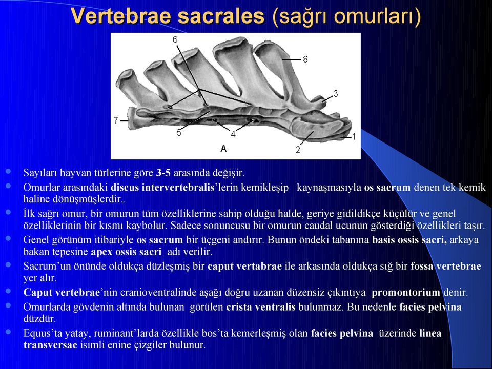 . İlk sağrı omur, bir omurun tüm özelliklerine sahip olduğu halde, geriye gidildikçe küçülür ve genel özelliklerinin bir kısmı kaybolur.