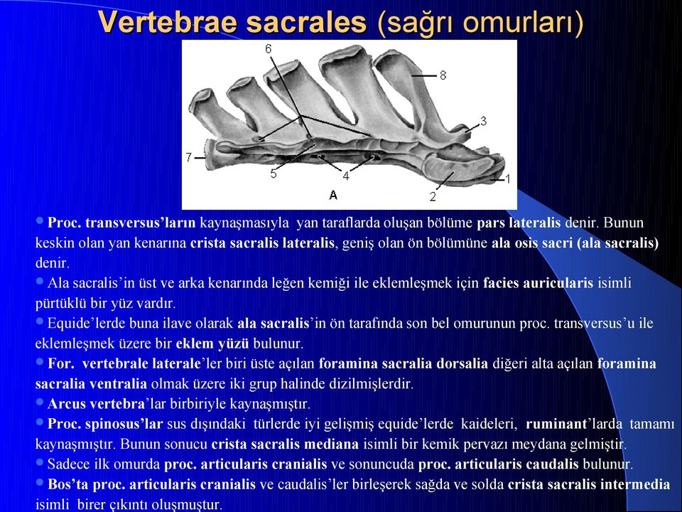 Ala sacralis in üst ve arka kenarında leğen kemiği ile eklemleşmek için facies auricularis isimli pürtüklü bir yüz vardır.