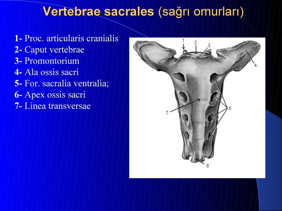 Promontorium 4- Ala ossis sacri 5- For.