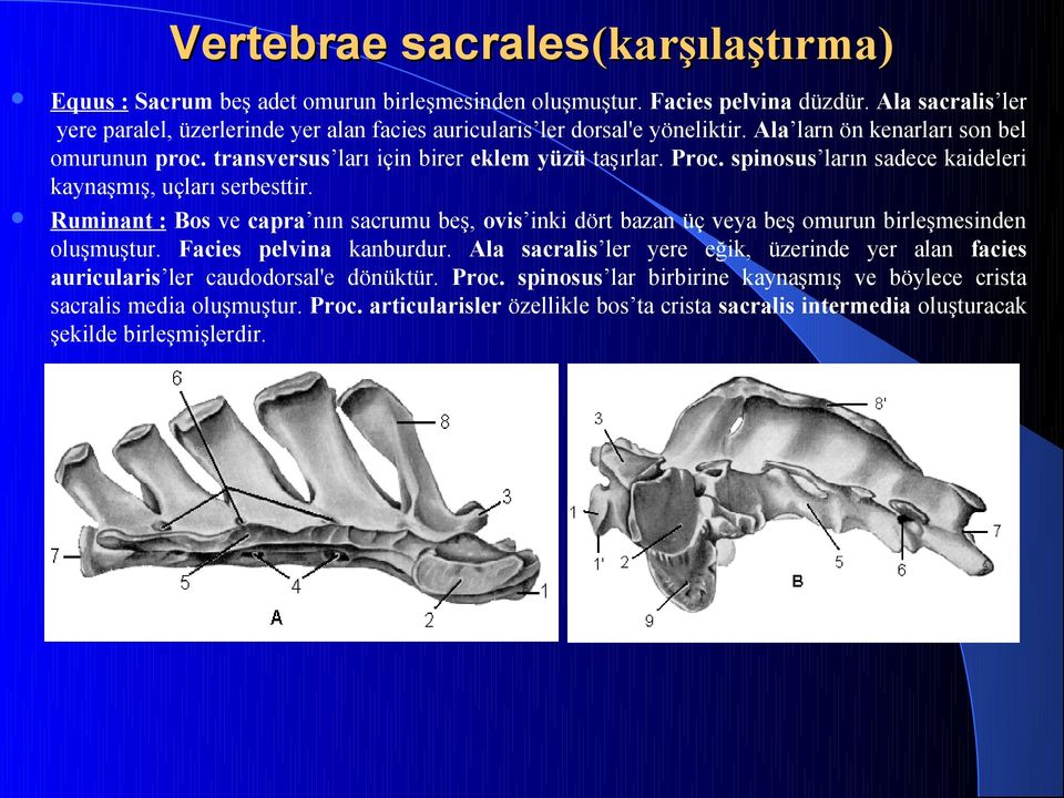 spinosus ların sadece kaideleri kaynaşmış, uçları serbesttir. Ruminant : Bos ve capra nın sacrumu beş, ovis inki dört bazan üç veya beş omurun birleşmesinden oluşmuştur. Facies pelvina kanburdur.