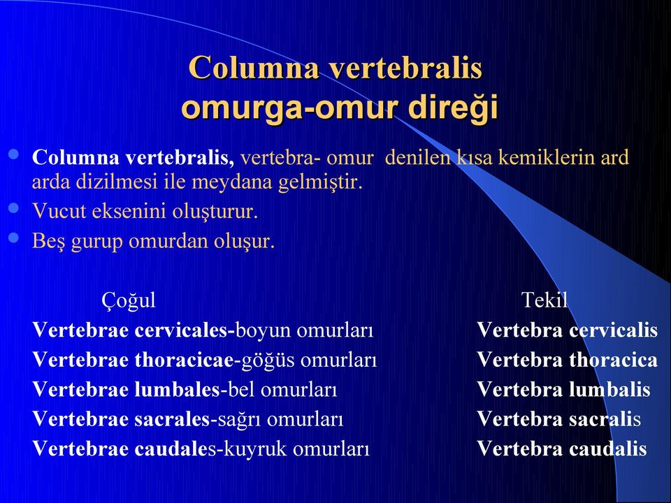 Çoğul Vertebrae cervicales-boyun omurları Vertebrae thoracicae-göğüs omurları Vertebrae lumbales-bel omurları