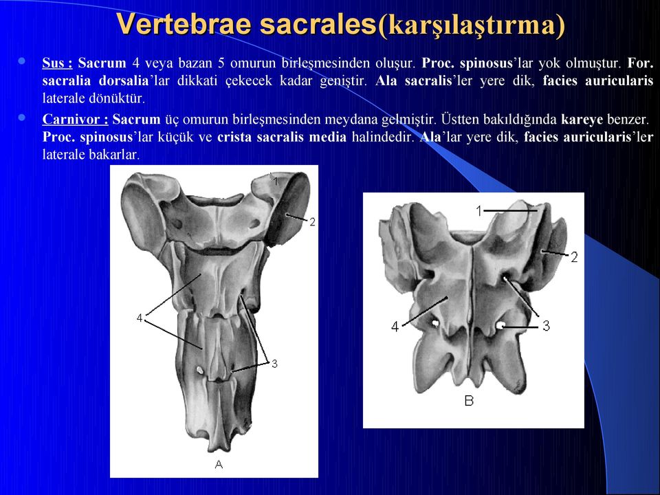 Ala sacralis ler yere dik, facies auricularis laterale dönüktür.
