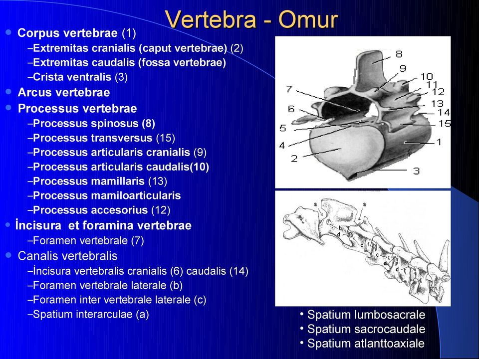 mamillaris (13) mamiloarticularis accesorius (12) İncisura et foramina vertebrae Foramen vertebrale () Canalis vertebralis İncisura vertebralis cranialis (6)