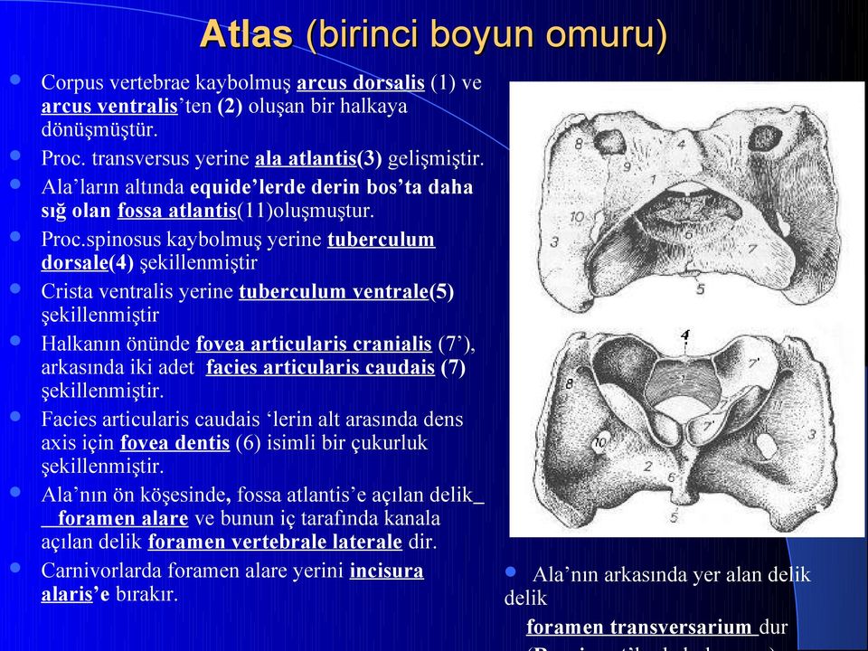 spinosus kaybolmuş yerine tuberculum dorsale(4) şekillenmiştir Crista ventralis yerine tuberculum ventrale(5) şekillenmiştir Halkanın önünde fovea articularis cranialis ( ), arkasında iki adet facies