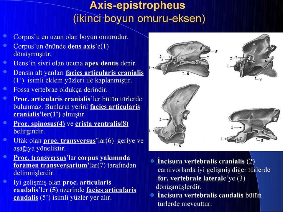 Bunların yerini facies articularis cranialis ler(1 ) almıştır. Proc. spinosus(4) ve crista ventralis(8) belirgindir. Ufak olan proc. transversus lar(6) geriye ve aşağıya yöneliktir. Proc. transversus lar corpus yakınında foramen transversarium lar() tarafından delinmişlerdir.
