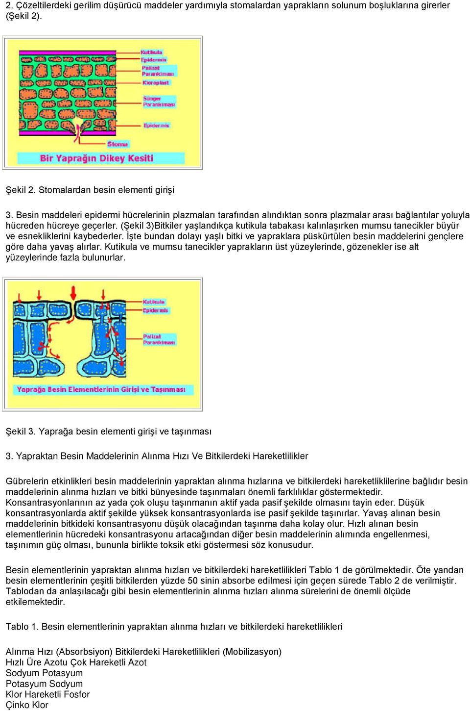 (Şekil 3)Bitkiler yaşlandıkça kutikula tabakası kalınlaşırken mumsu tanecikler büyür ve esnekliklerini kaybederler.