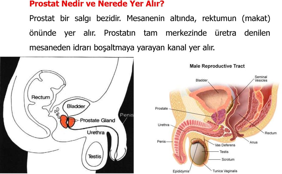 Mesanenin altında, rektumun (makat) önünde yer alır.