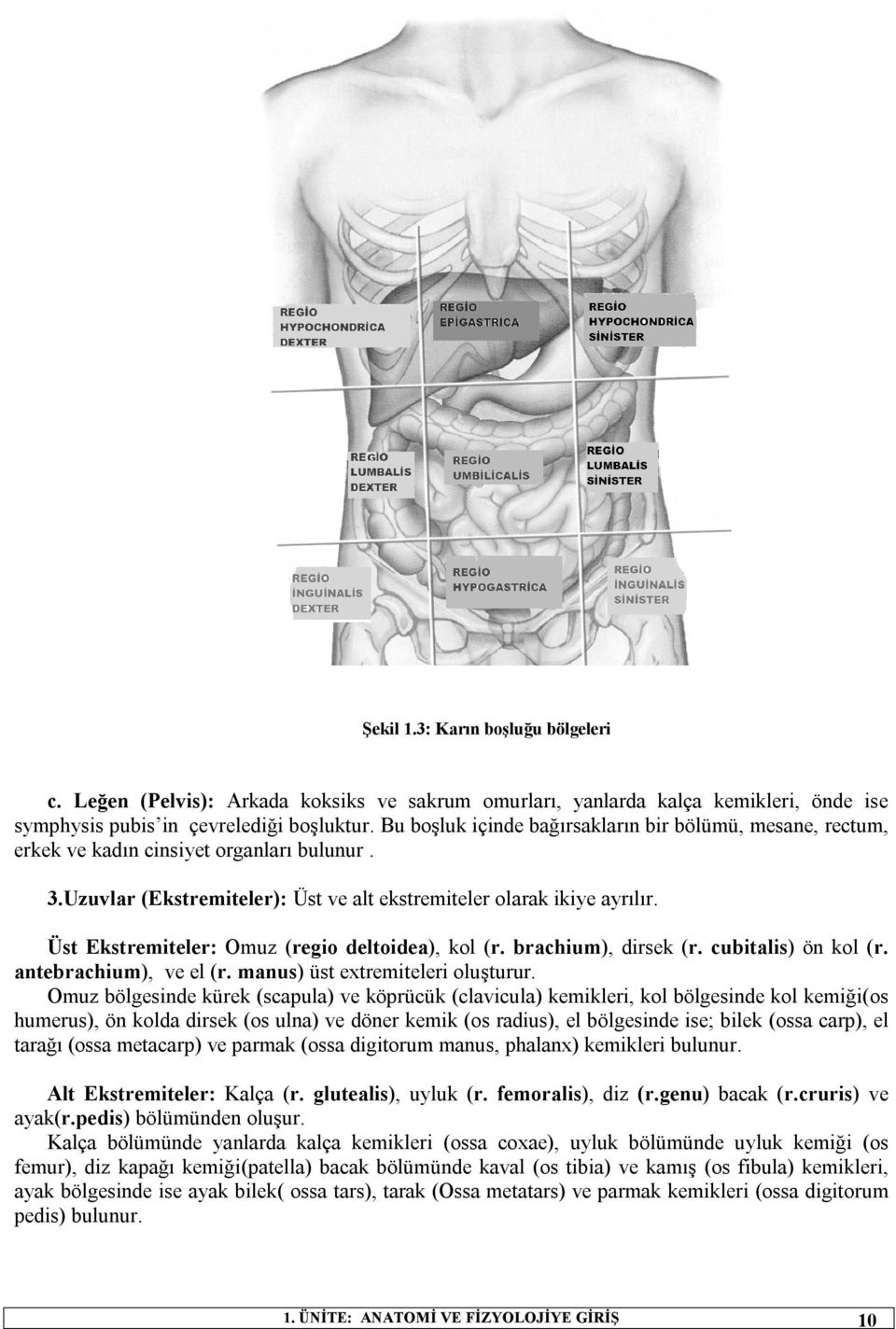 Üst Ekstremiteler: Omuz (regio deltoidea), kol (r. brachium), dirsek (r. cubitalis) ön kol (r. antebrachium), ve el (r. manus) üst extremiteleri oluşturur.